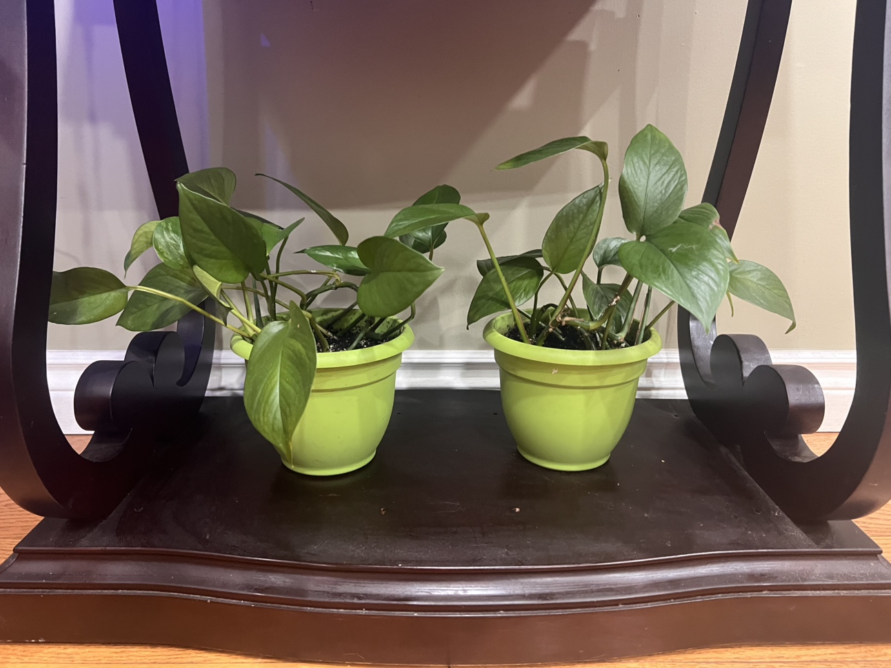 2x Pothos Plants in self watering pots