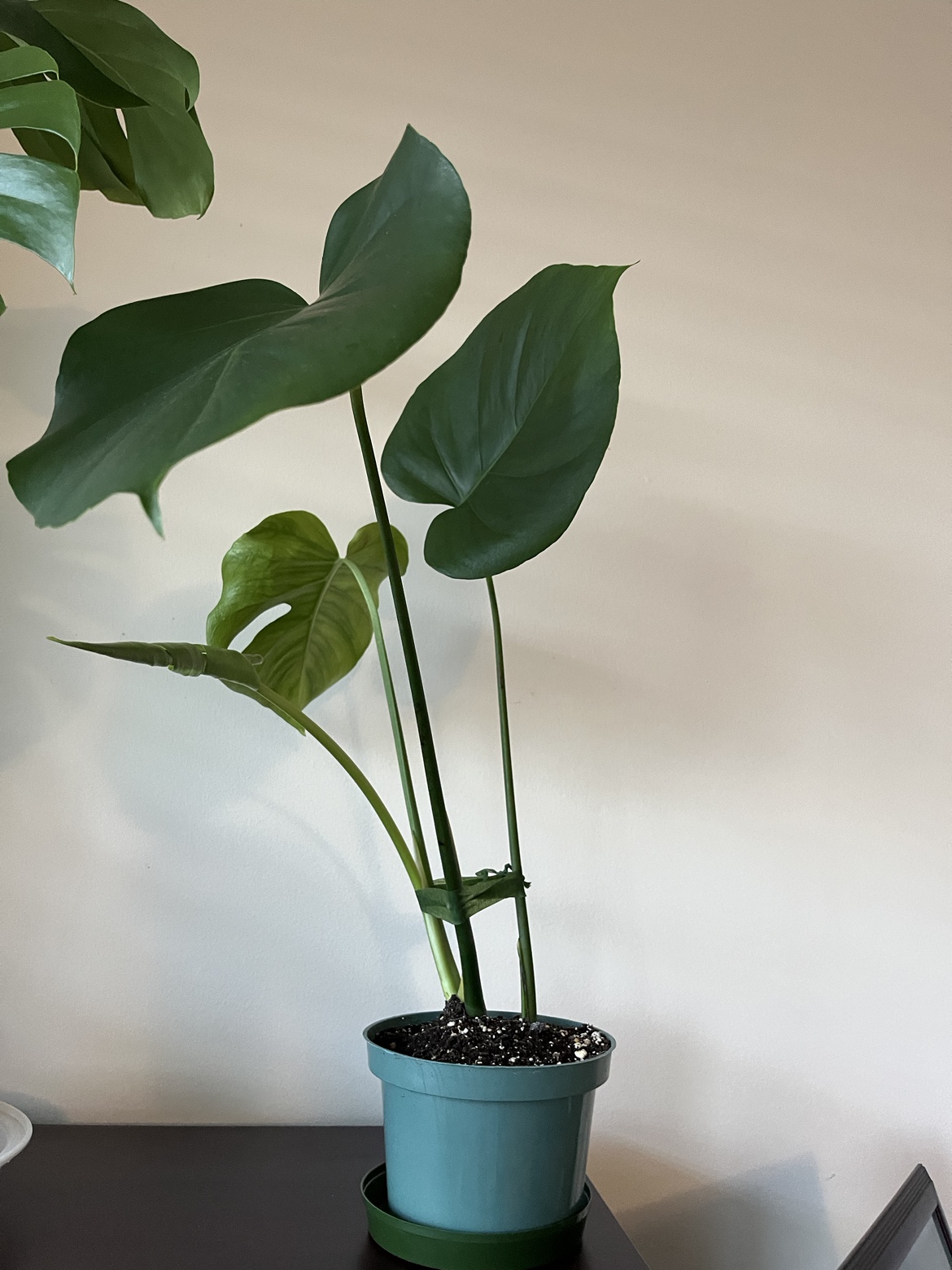 Monstera Deliciosa Plant (2) available. - photo 2