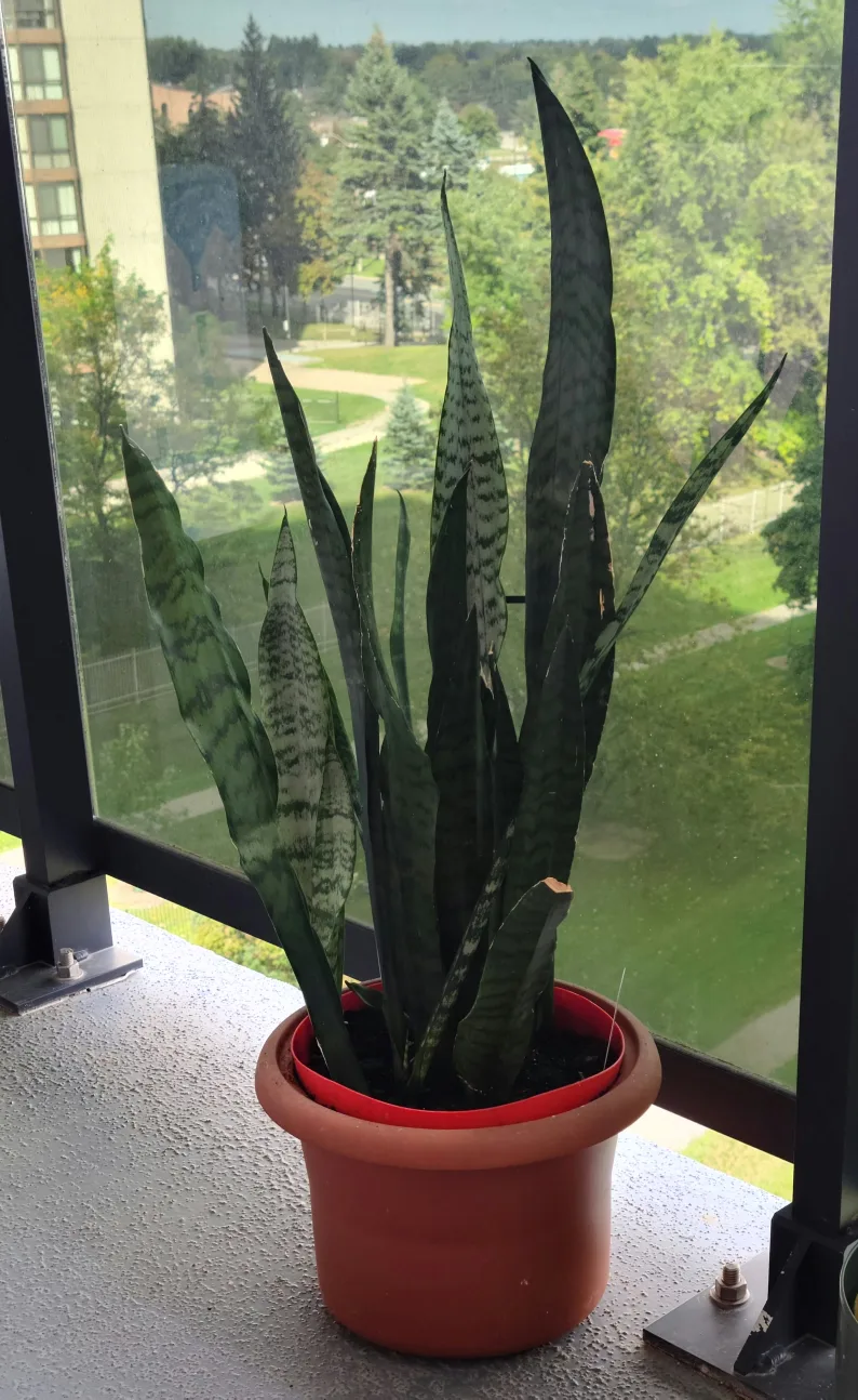 Snake plant thumbnail