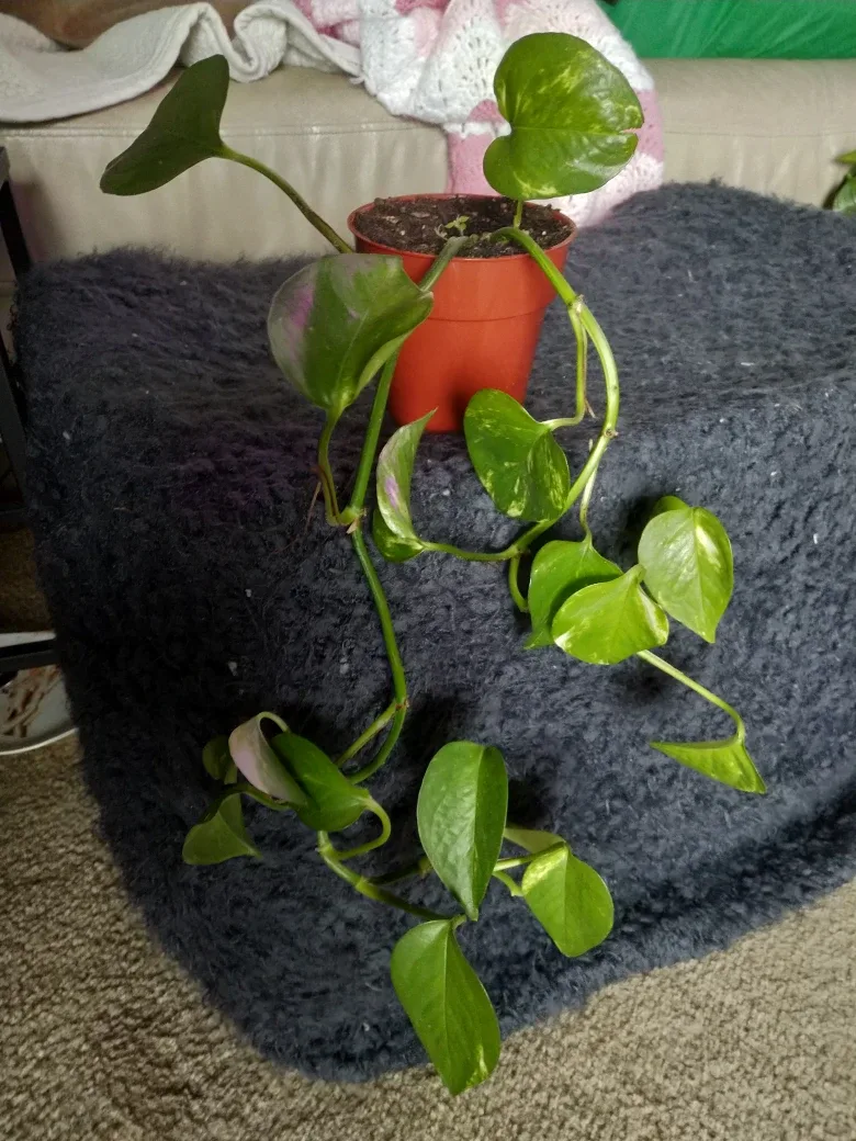 Golden Pothos Plant (2 of them) image indicator(2)