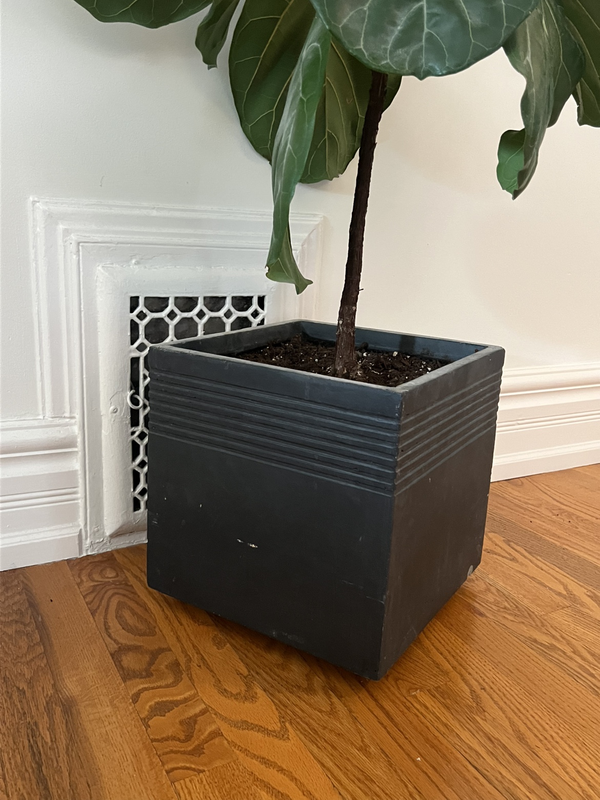 Fiddle Leaf Fig Plant - photo 4