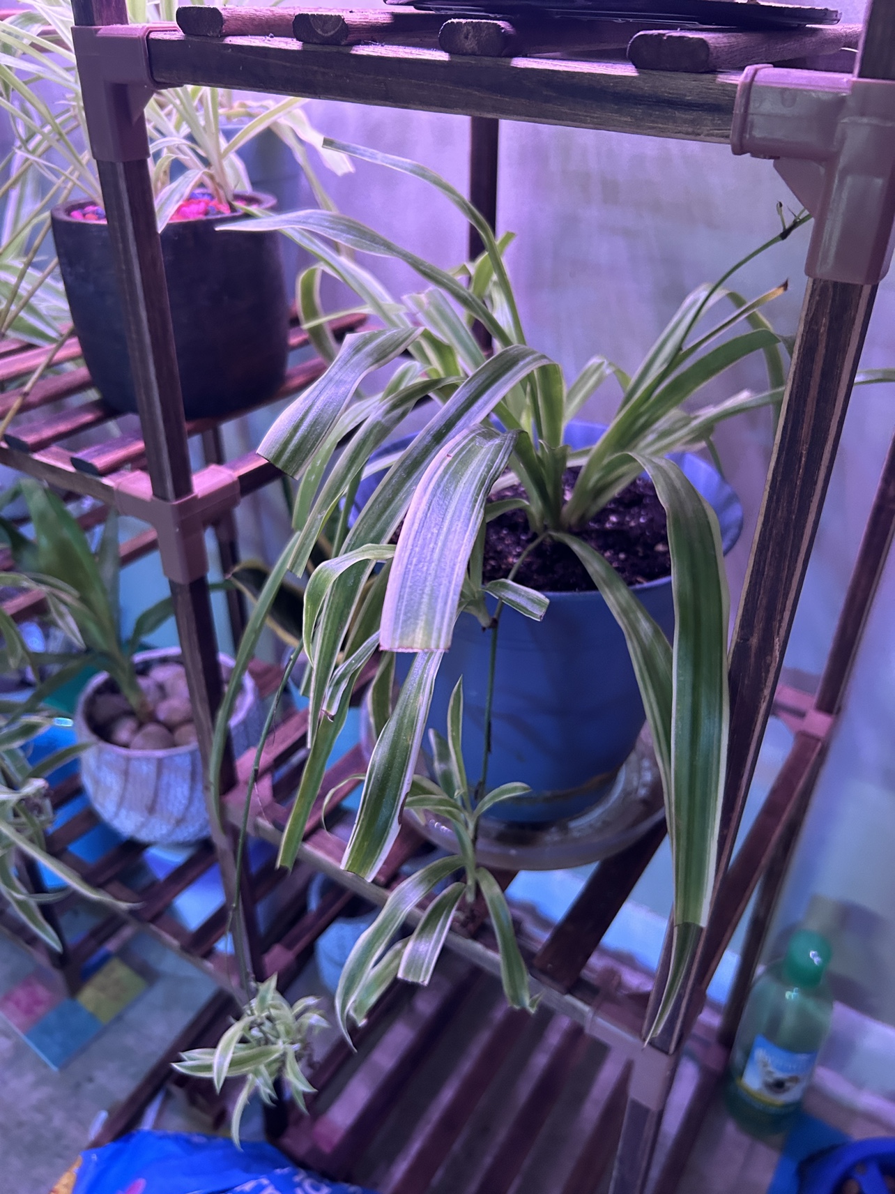 Spider Plant - photo 2