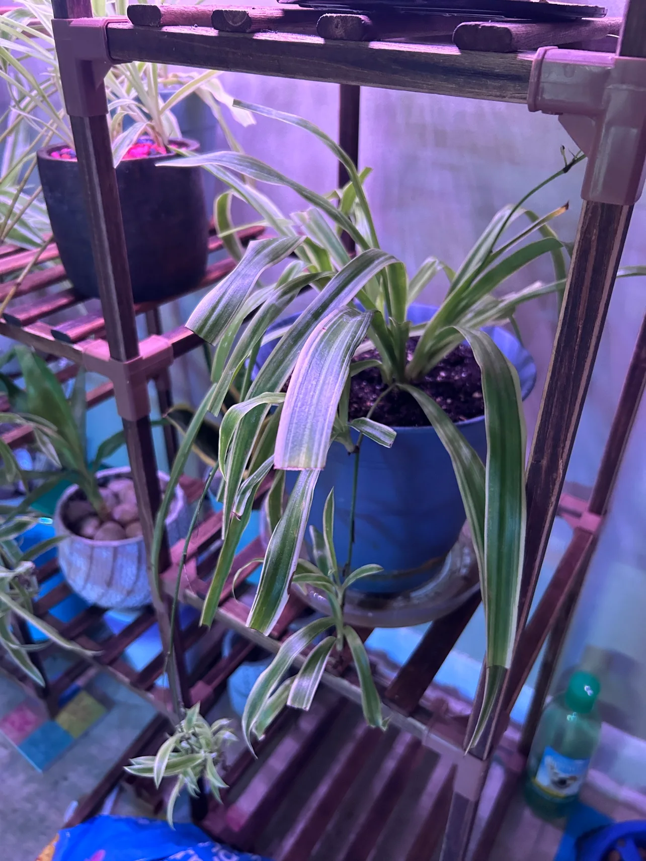 Spider Plant image indicator(2)
