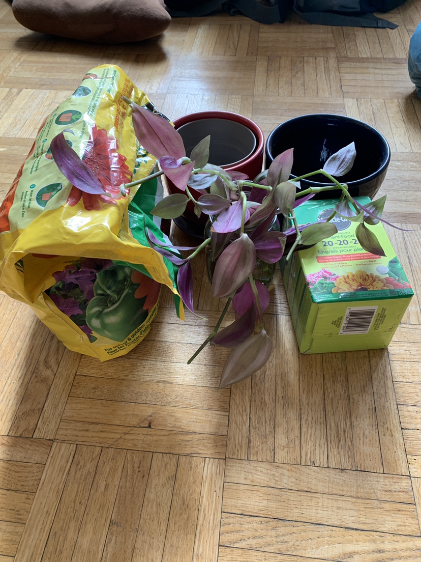 Wandering Jew Plant + Soil, pots, fertilizers