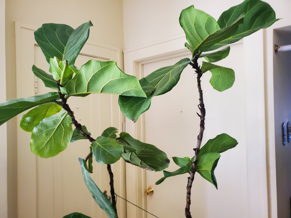 Fiddle Leaf Fig Tree