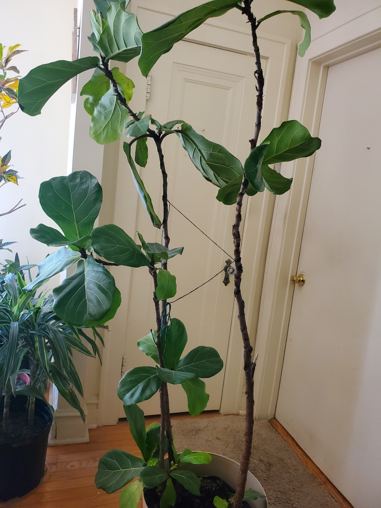 Fiddle Leaf Fig Tree - photo 2