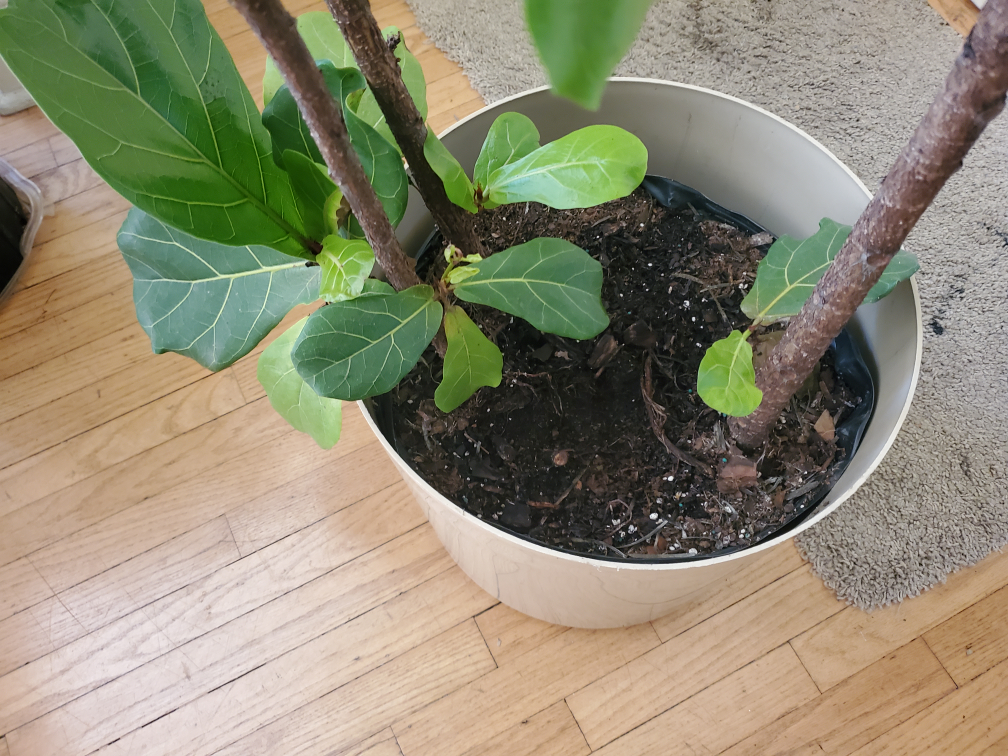 Fiddle Leaf Fig Tree - photo 3