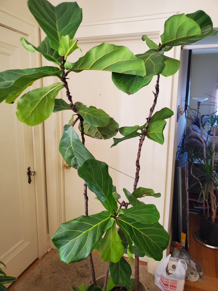 Fiddle Leaf Fig Tree - photo 4
