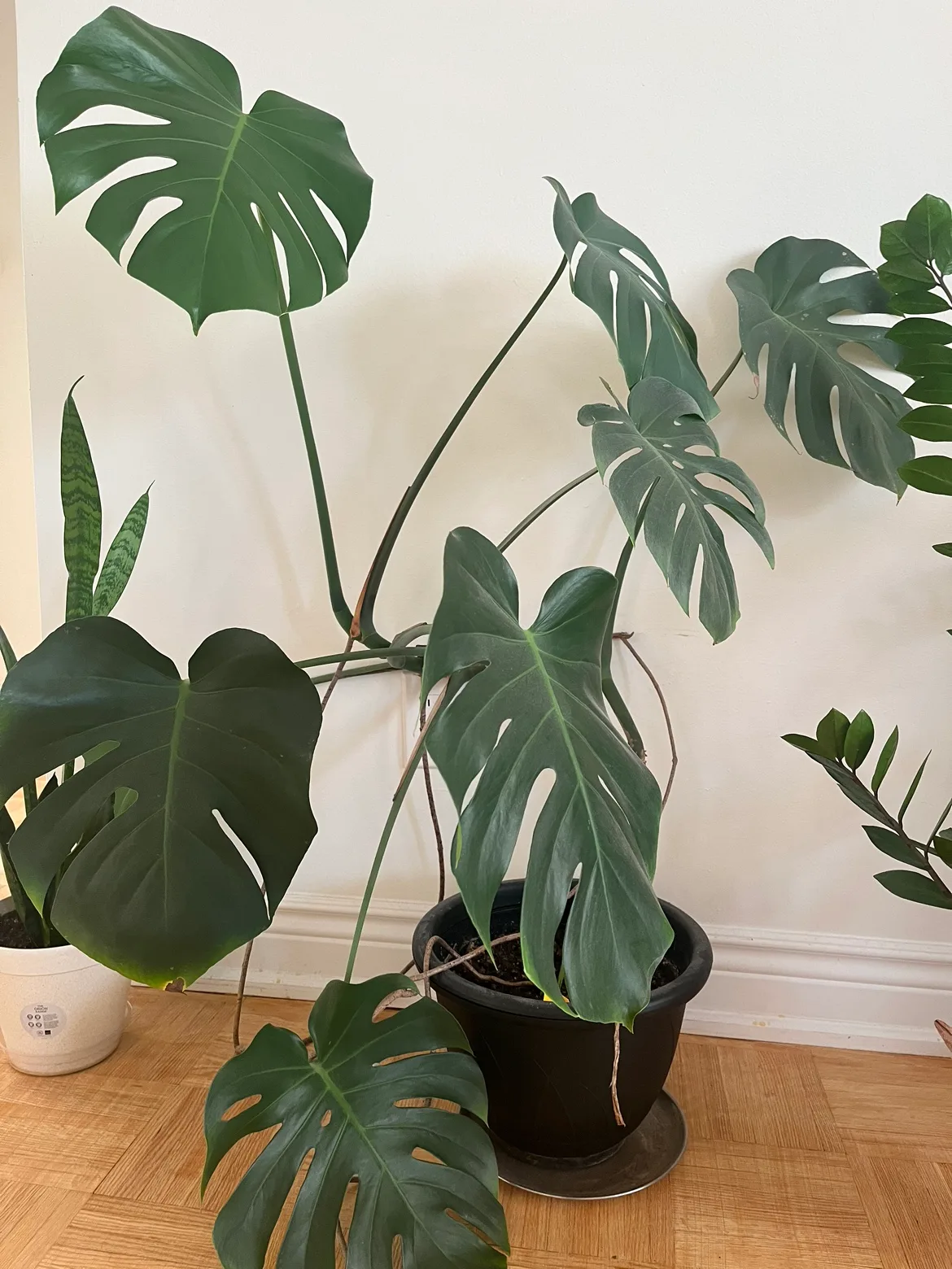 Monstera Deliciosa Plant