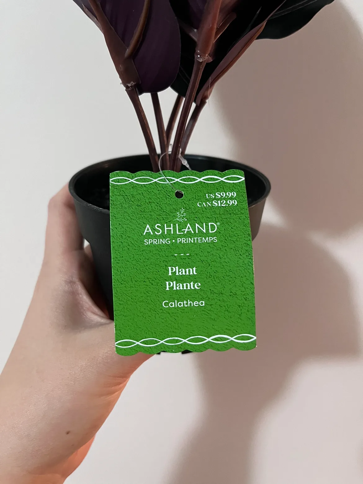 Artificial Calathea Plant image indicator(2)