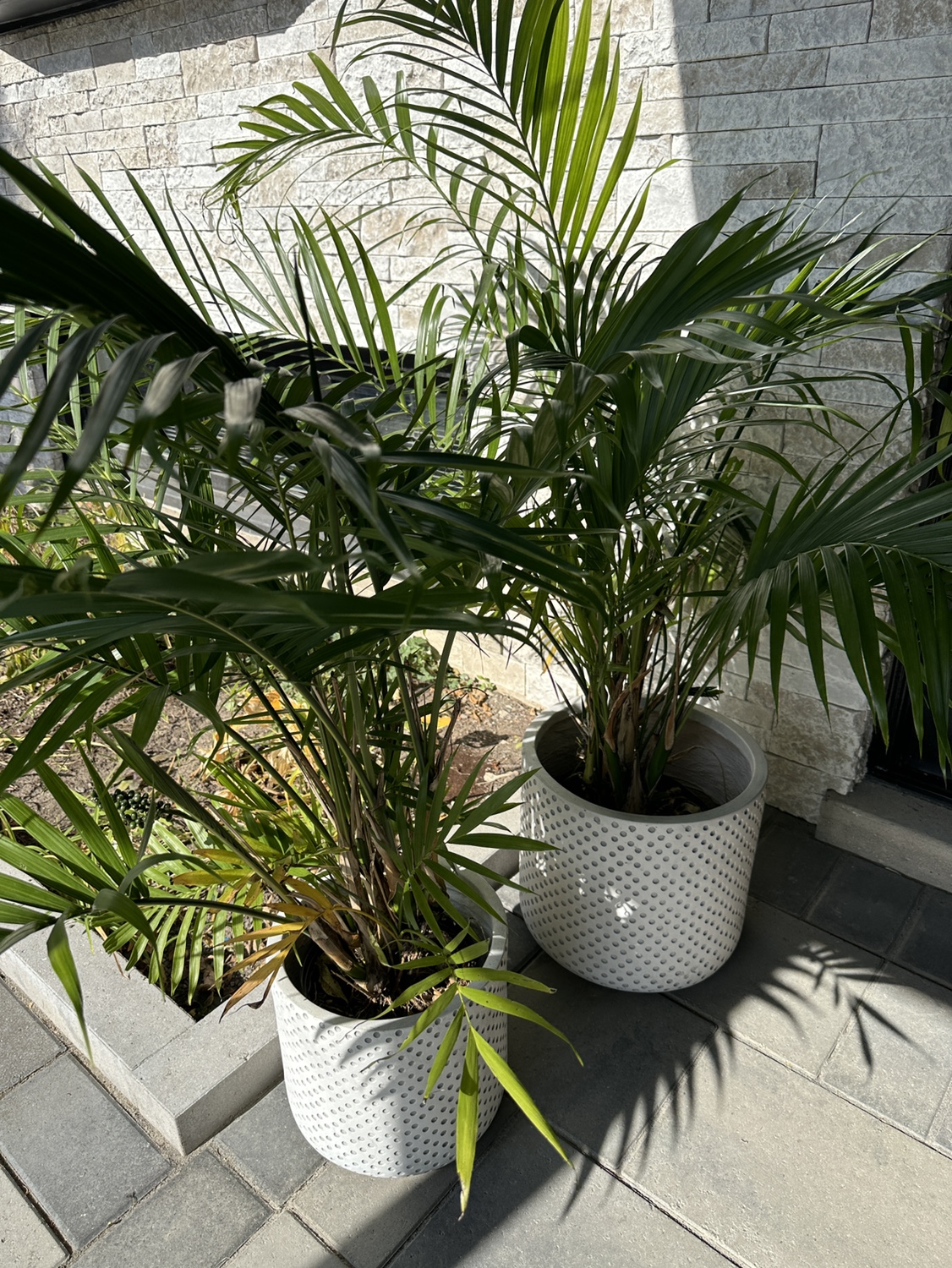 Palm trees.  $15 each - photo 2