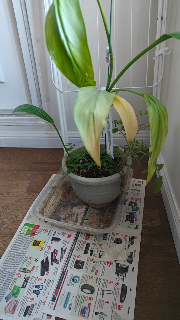 Peace Lily Plant image indicator(2)