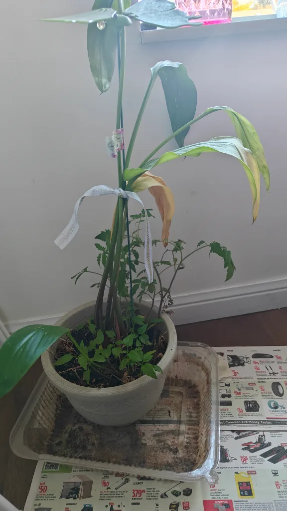 Peace Lily Plant image indicator(3)