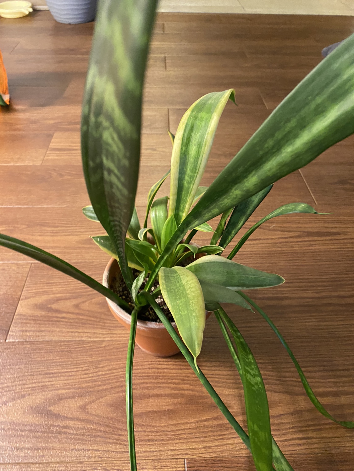 Snake Plant - photo 2