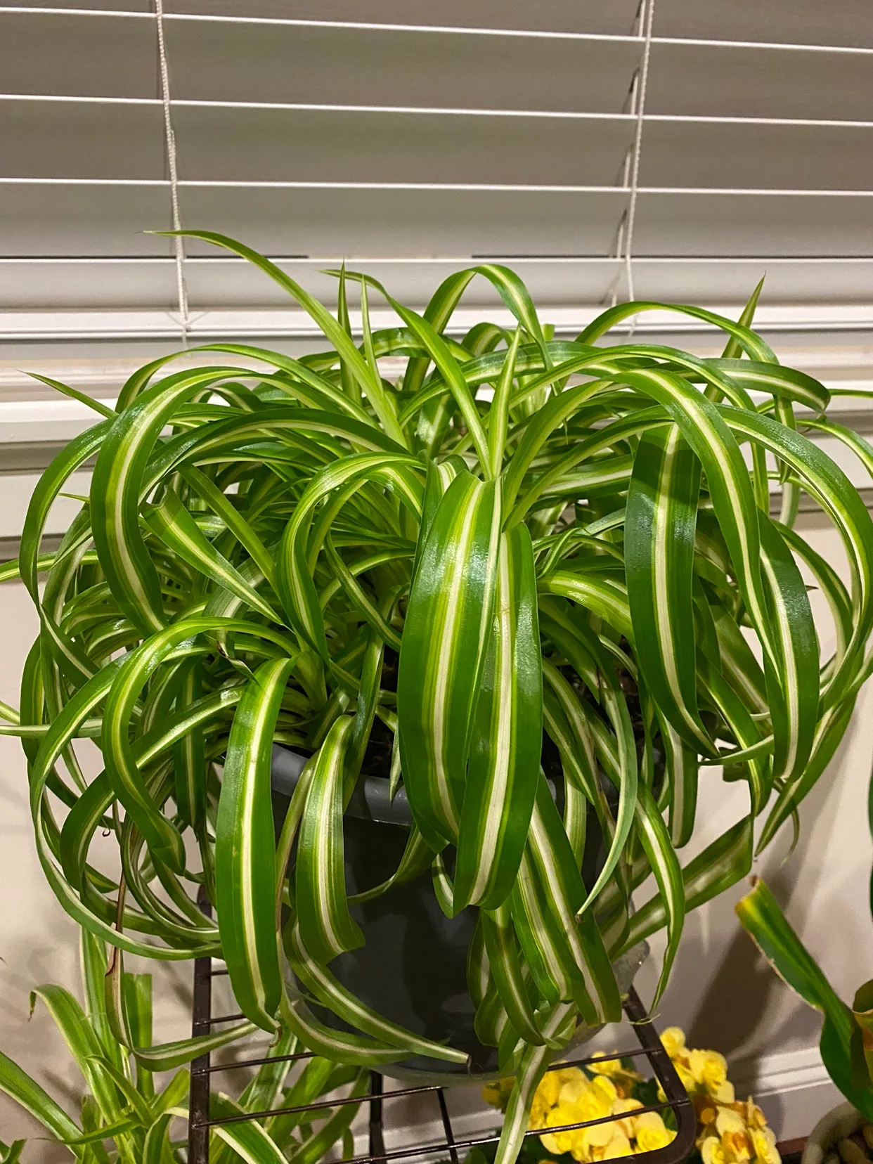 Spider Plant thumbnail