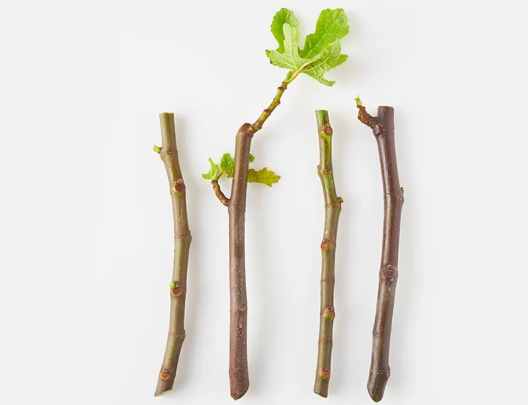 Fig Tree Cuttings (multiple available) #freecycle thumbnail