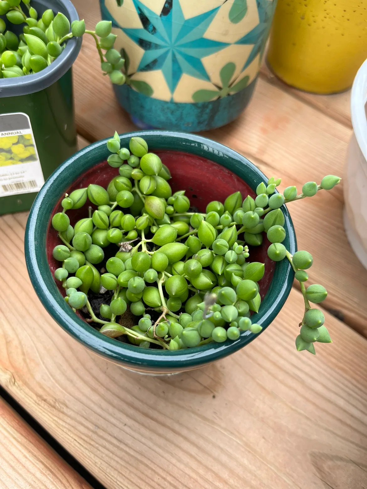 3” String of Pearl Succulent Starter plant thumbnail