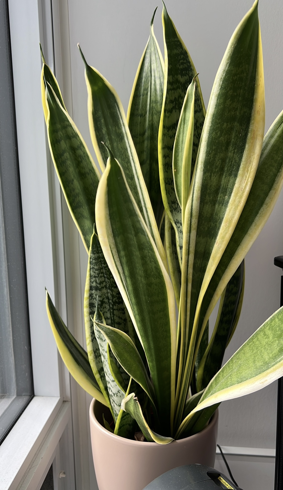 Snake Plant