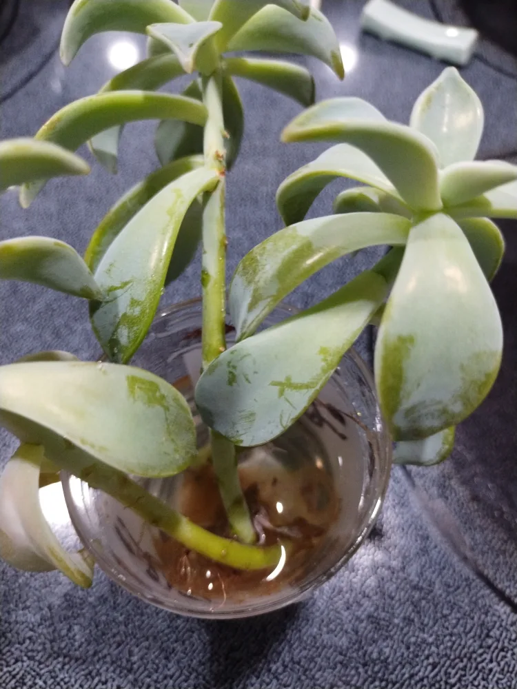 #freecycle Succulent Plant thumbnail