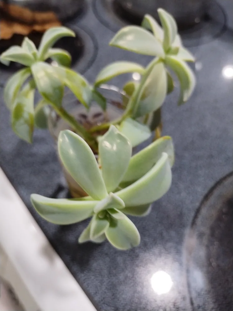 #freecycle Succulent Plant image indicator(2)
