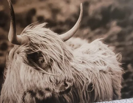 Large Highland Cow Canvas Wall Art image indicator(3)