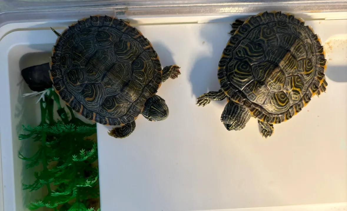 Two Baby Turtles Free to a good home. thumbnail