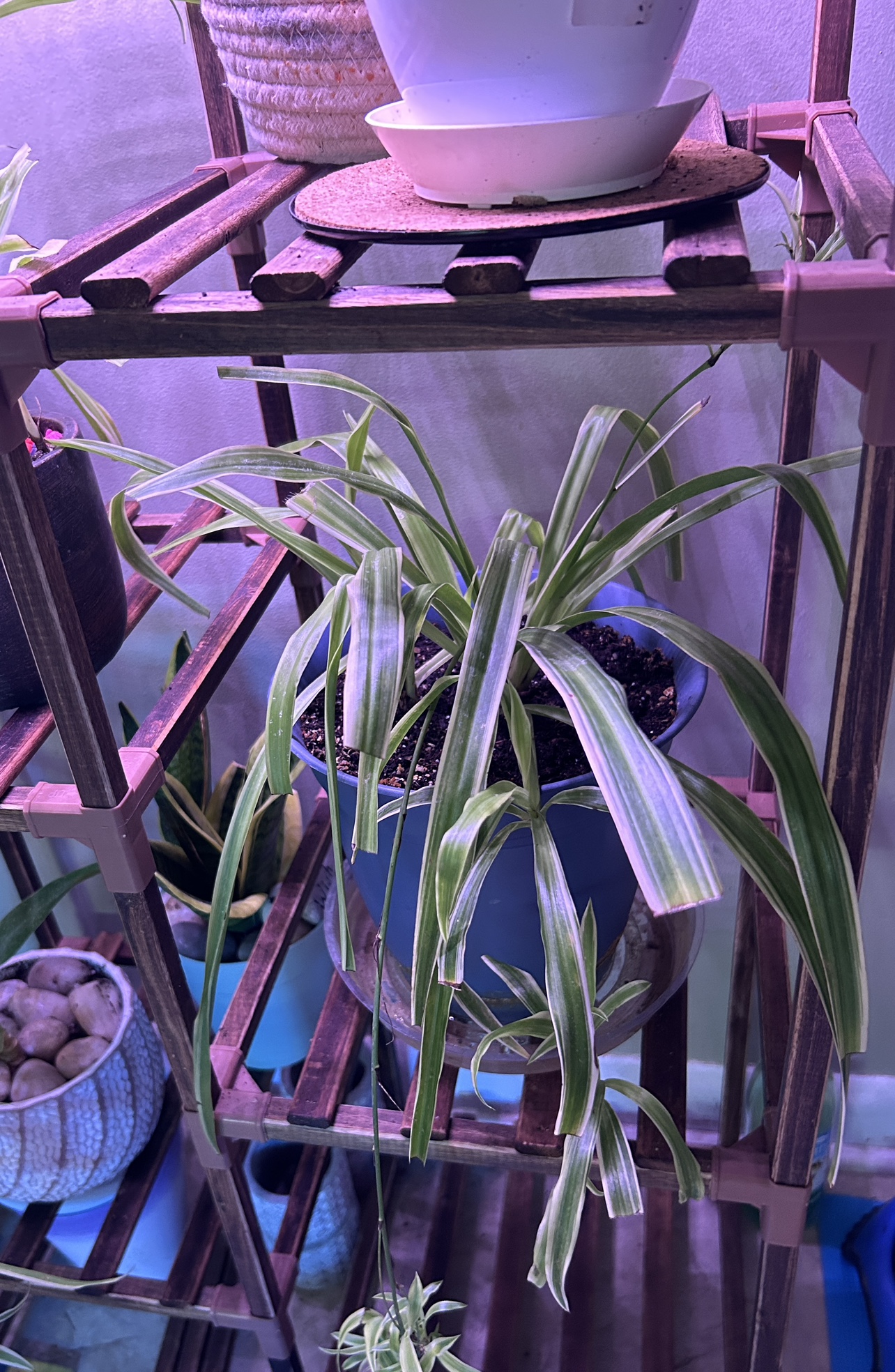 Spider Plant