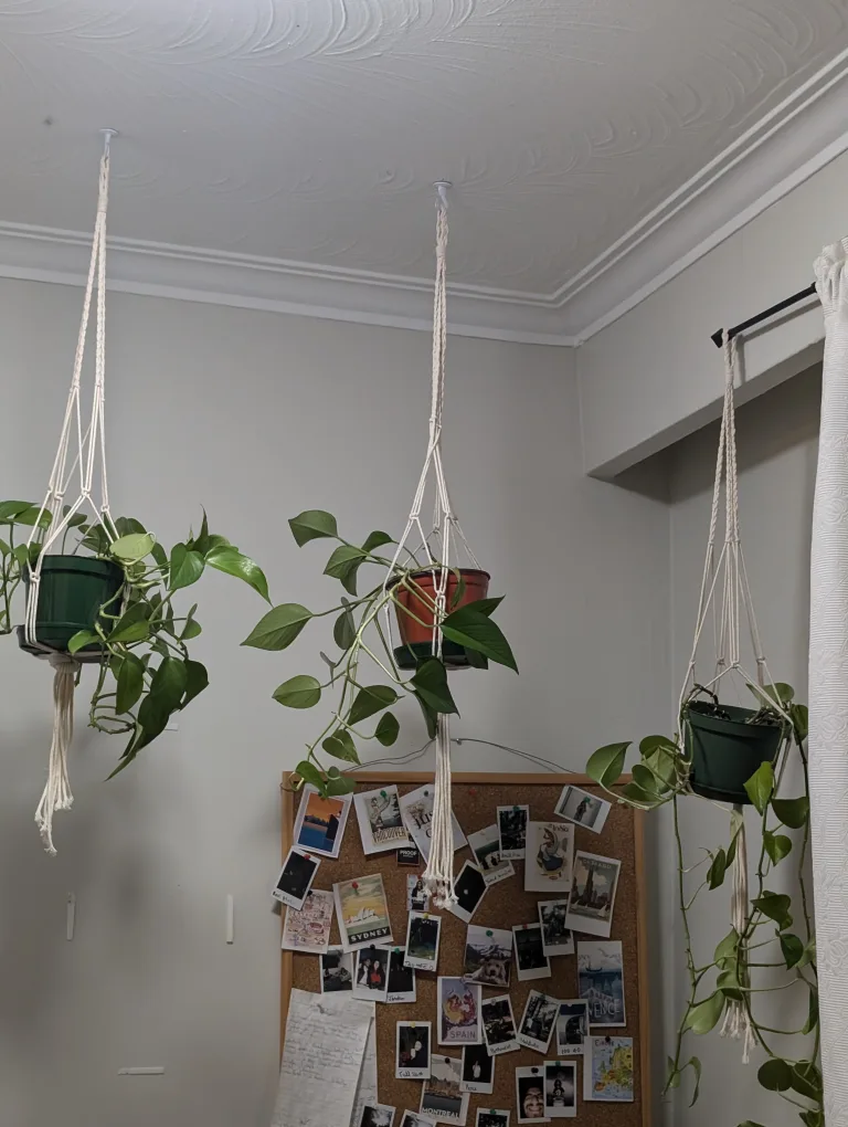 Set of 3 full bloom hanging pothos