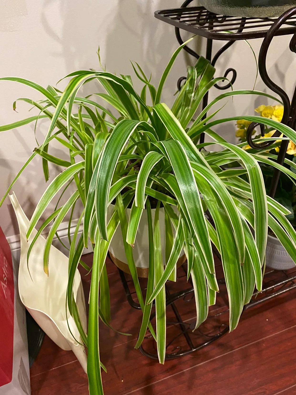 Spider Plant thumbnail