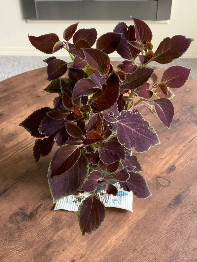 Coleus Plant thumbnail