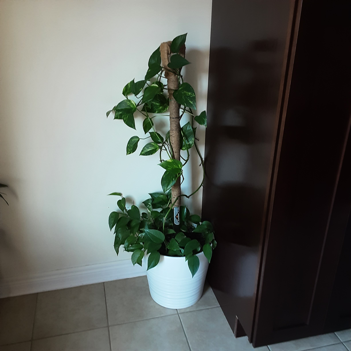 Golden Pothos Plant