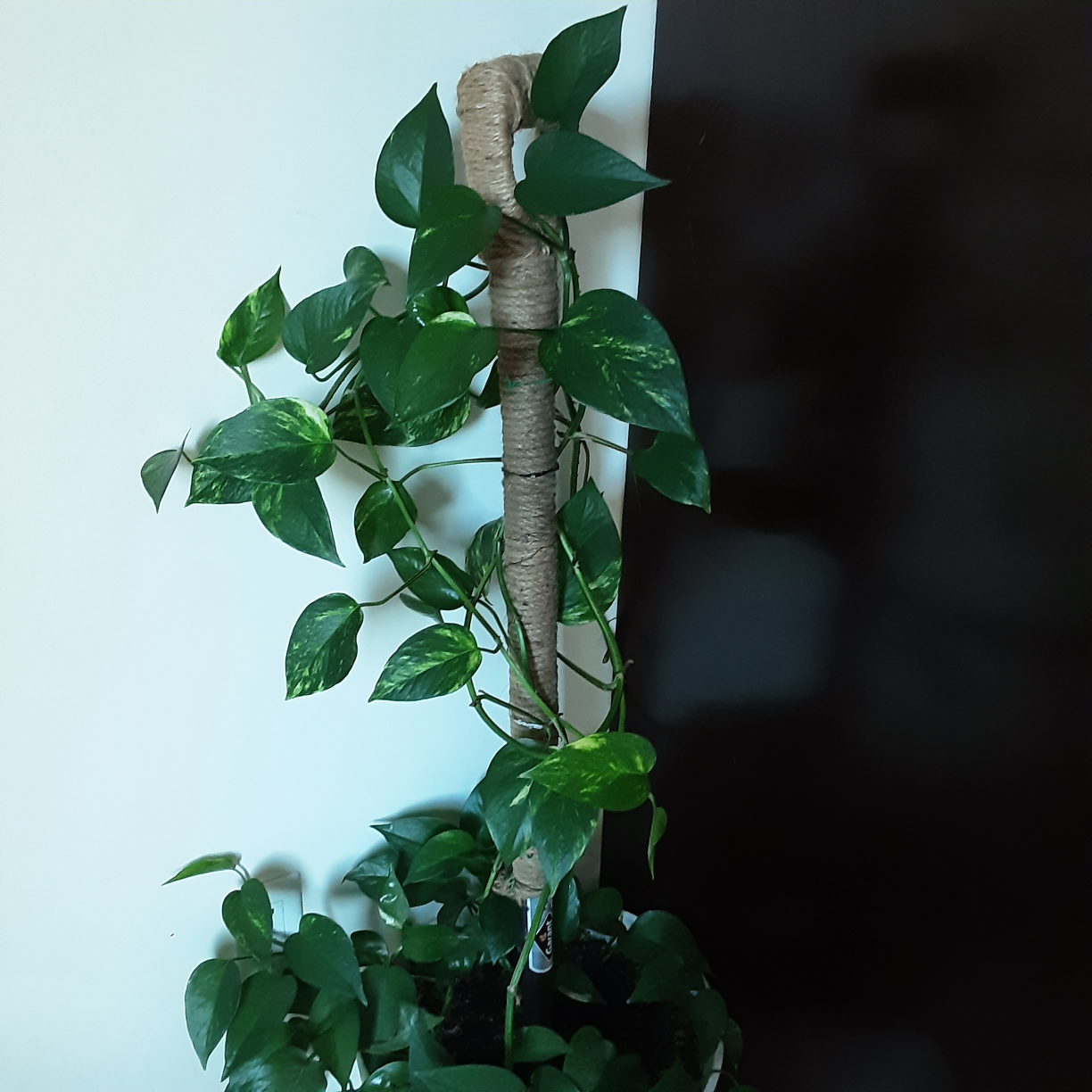Golden Pothos Plant - photo 2