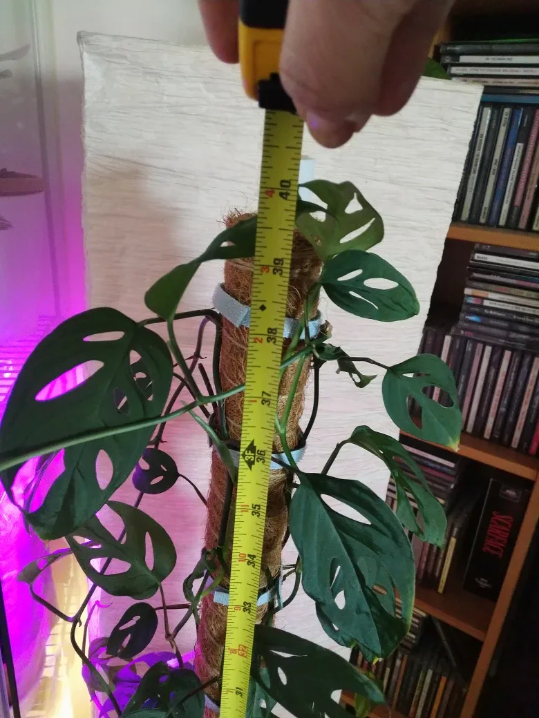 Monstera Adansonii (Swiss Cheese vine) image indicator(3)