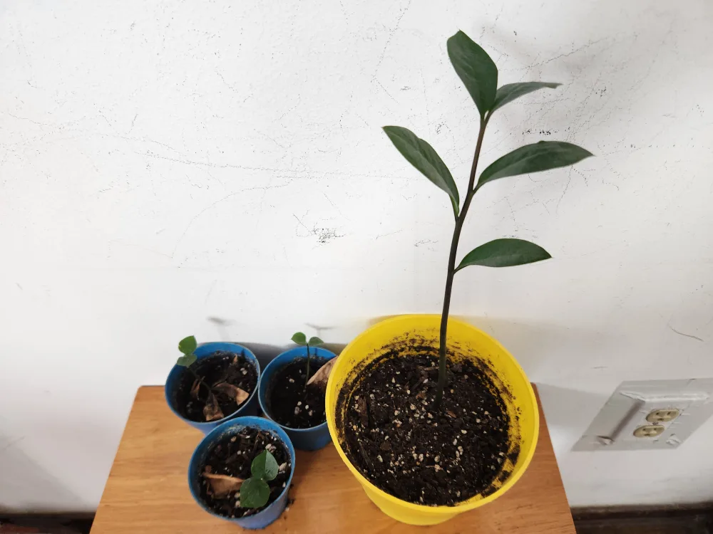 Zamioculcas Zamiifolia Plant thumbnail