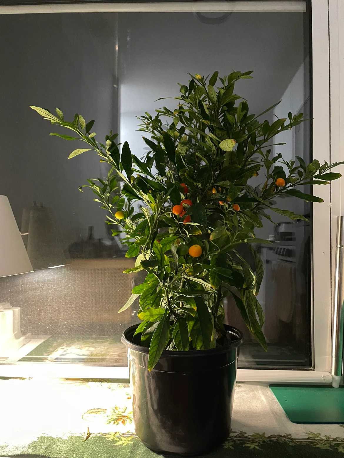 Potted Jerusalem Cherry Plant thumbnail