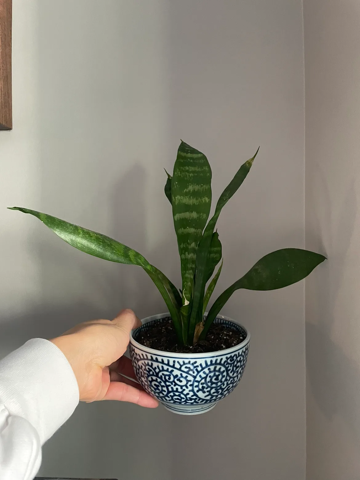 Two Small Succulents