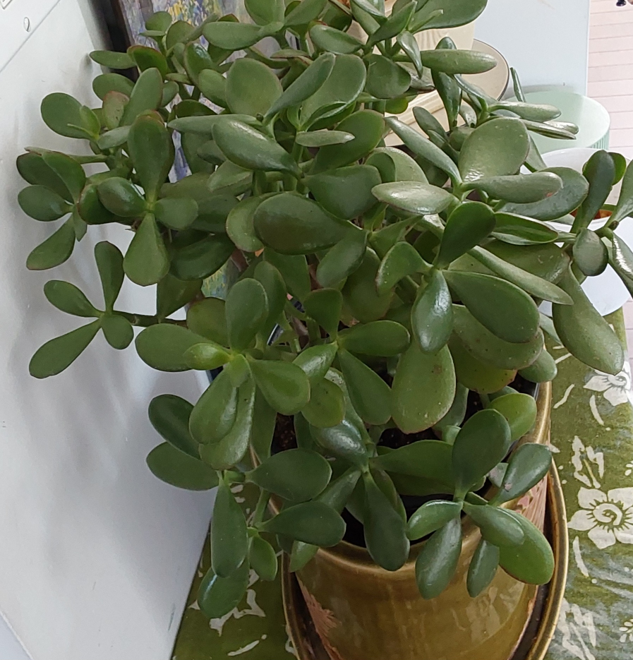 Jade Plant from Golden Acre