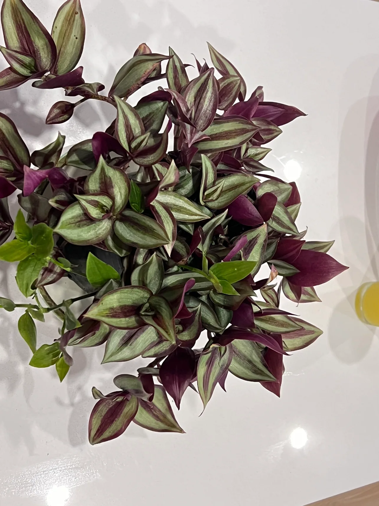 Wandering Jew or Silver Inch plant. In 1 gallon pot image indicator(2)