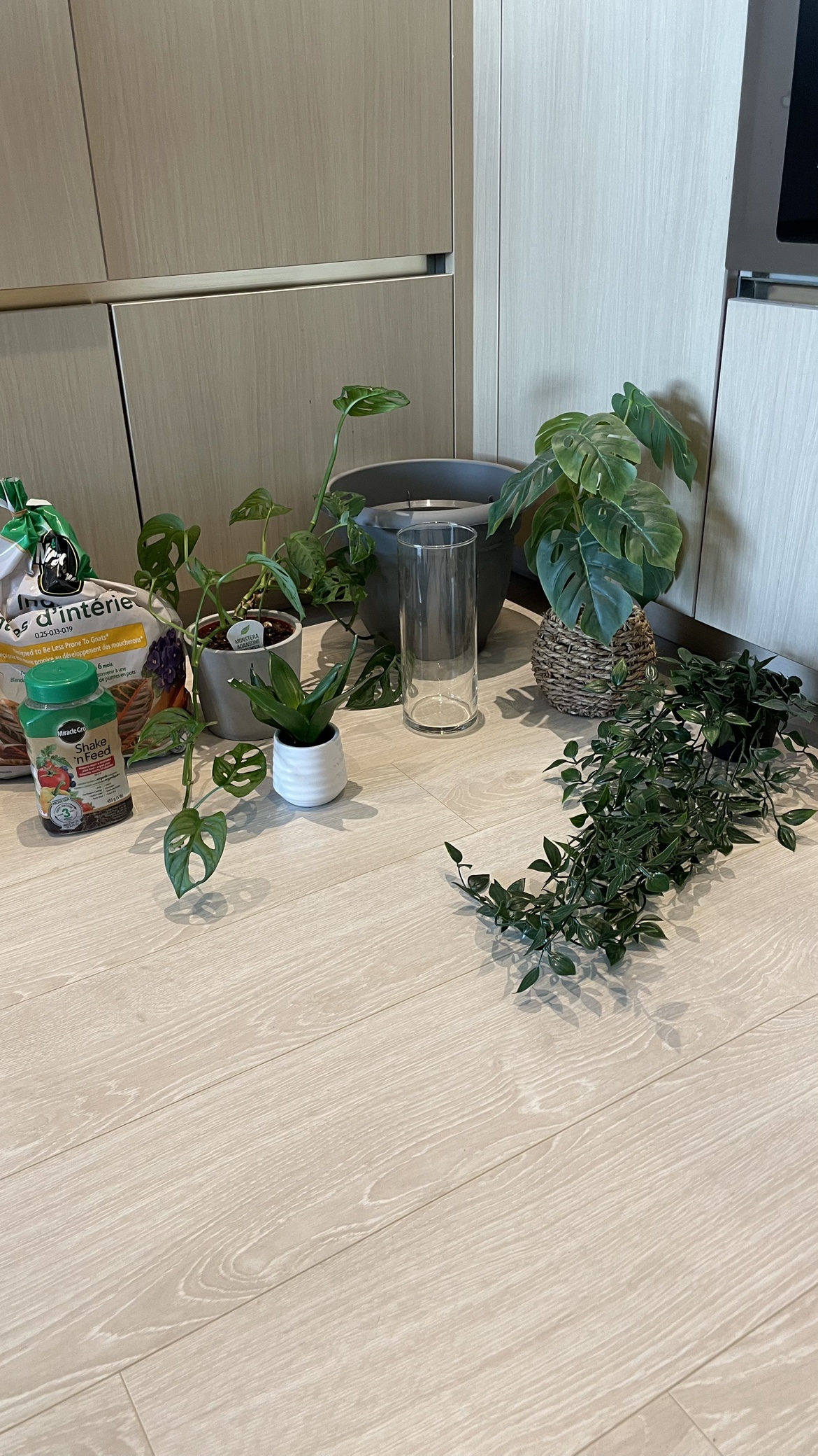 Plant Bundle - photo 2