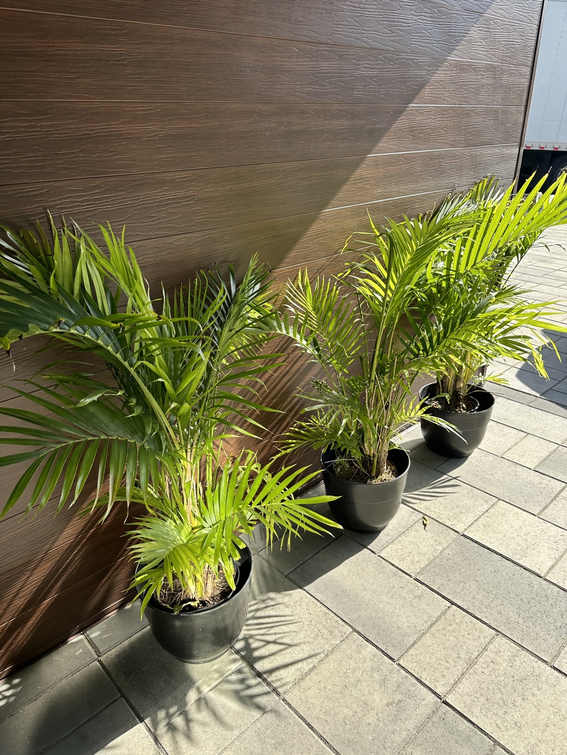 Palm trees.  $15 each - photo 3