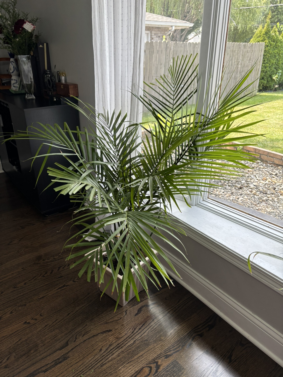 2 indoor Palm Tree Plant - photo 3