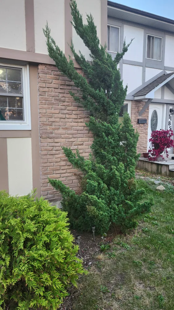 Mature Juniper Tree for Transplant image indicator(2)