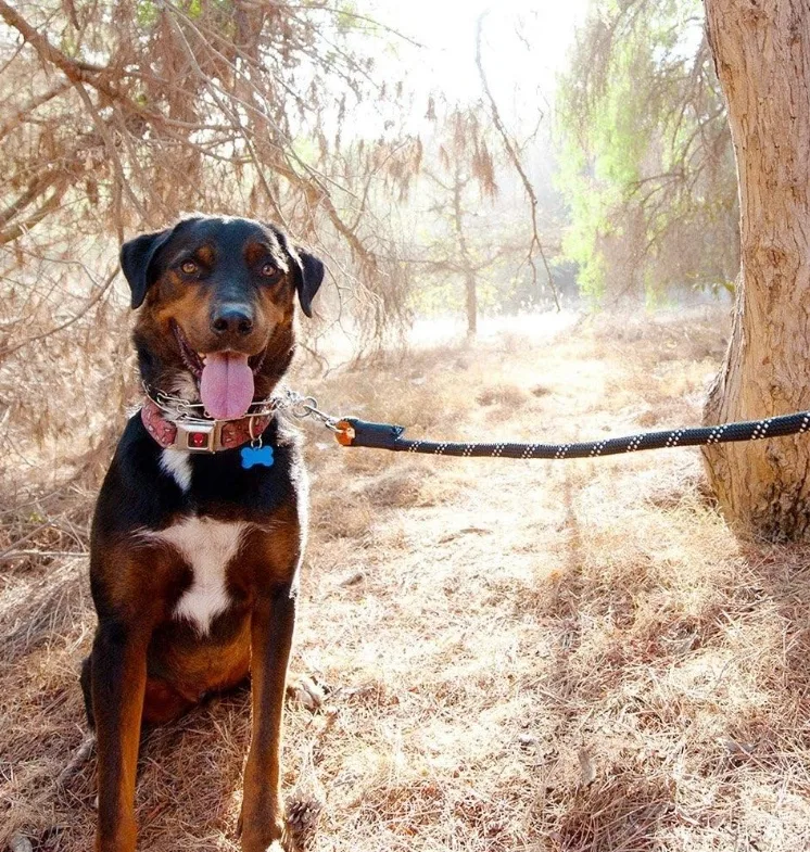 Tough Climbing Rope Dog Leash 2/3 Inch Thick 6-Feet image indicator(4)