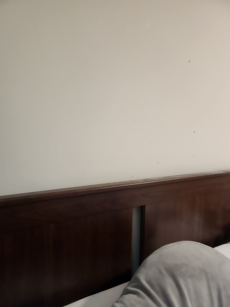 IKEA SONGESAND Queen Bed Frame - photo 2