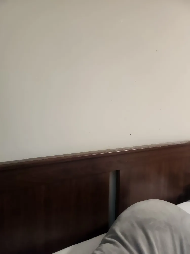 IKEA SONGESAND Queen Bed Frame image indicator(2)