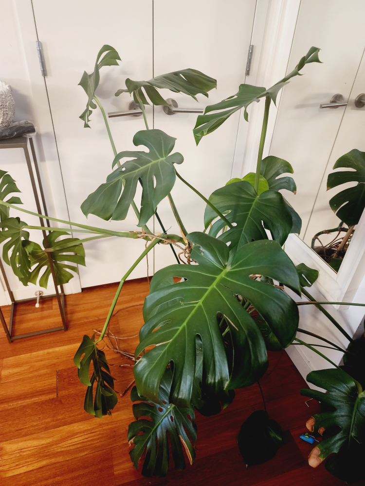 Monstera Deliciosa Plant with a Planter