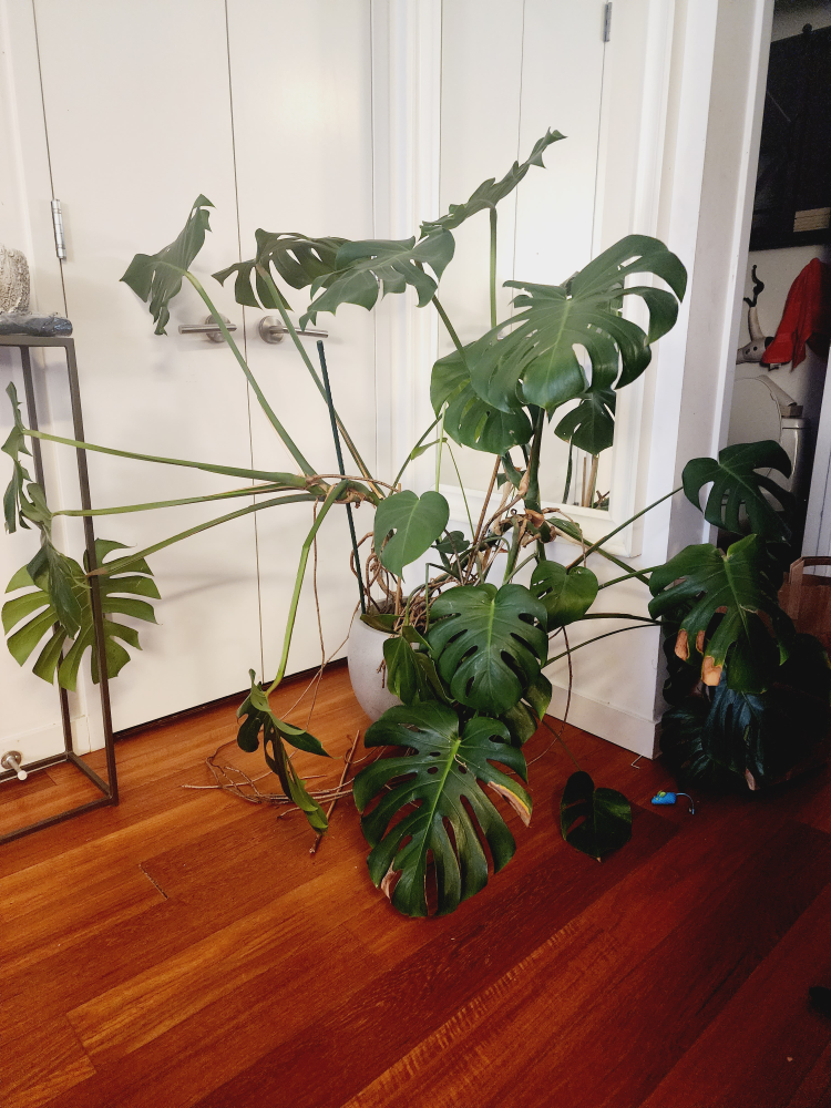 Monstera Deliciosa Plant with a Planter - photo 3