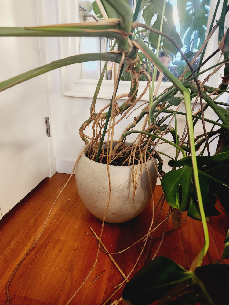 Monstera Deliciosa Plant with a Planter - photo 4