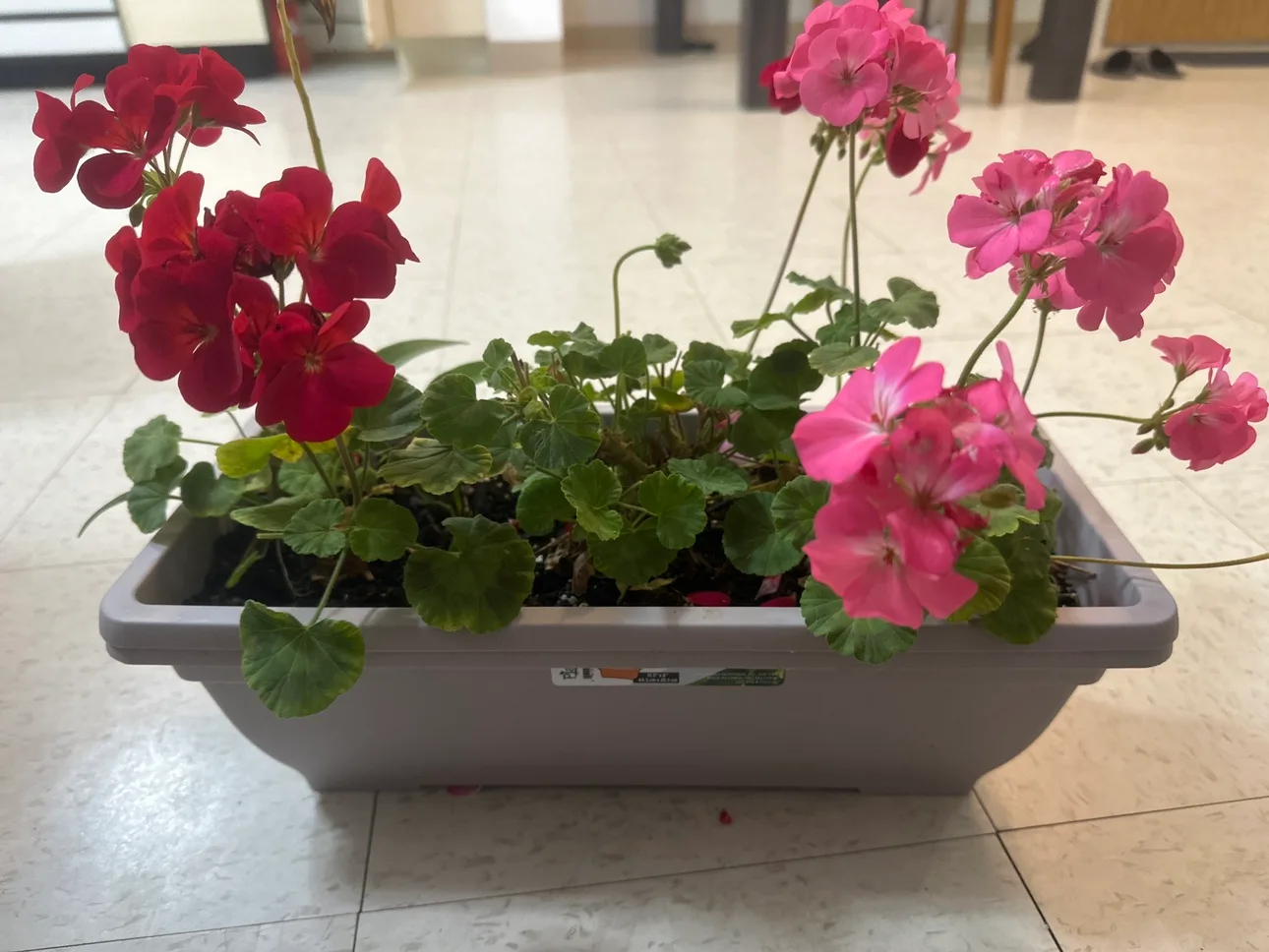 Geranium Plant thumbnail
