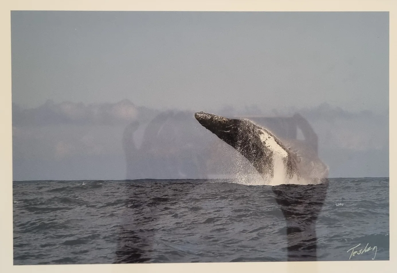 Framed Whale Photo image indicator(3)
